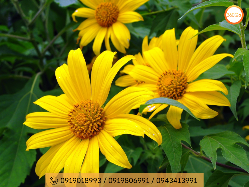 Hoa dã quỳ mang sắc vàng tươi thắm - Du lịch 360Go